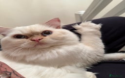 Persian cats for sale: White male Persian kitten  - Image 2