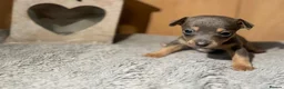 Jack Russell dogs for sale: Beautiful Jack Russell pups  - Advert 14