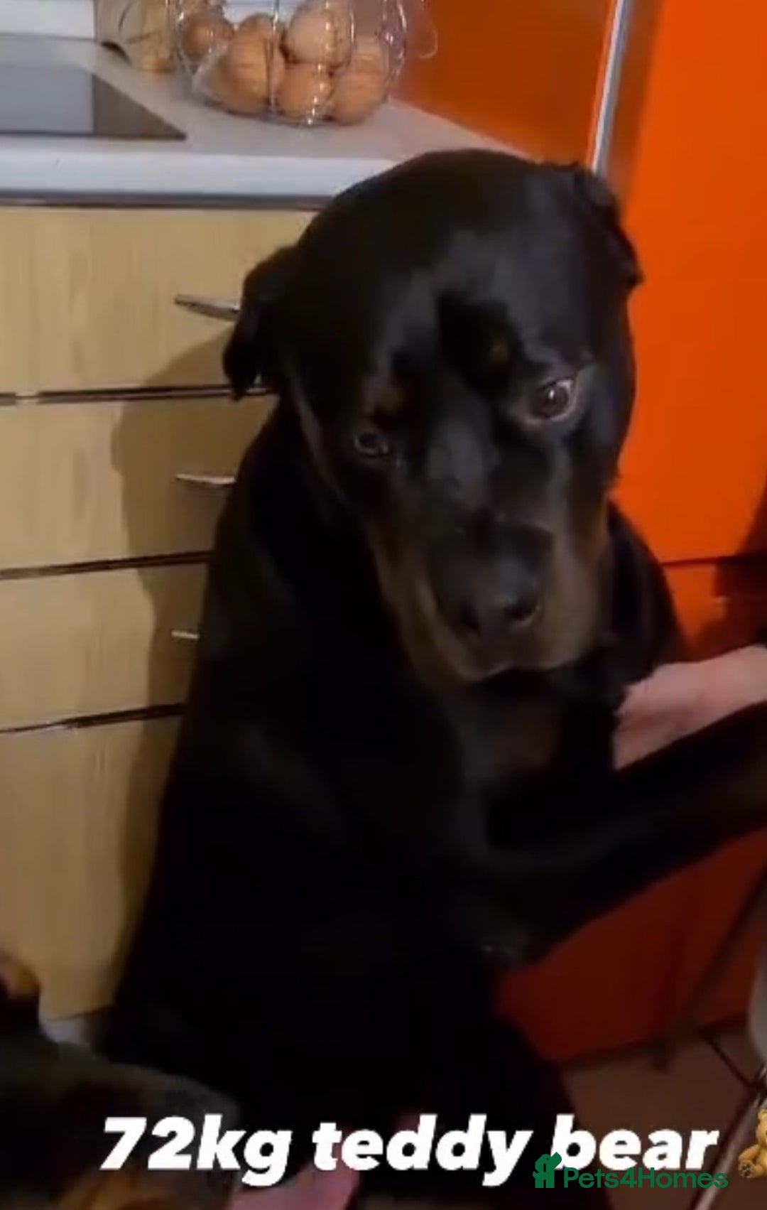 Rottweiler dogs for sale: Giant rottweiler pups,bred 4 size/health/temprment - Advert 16