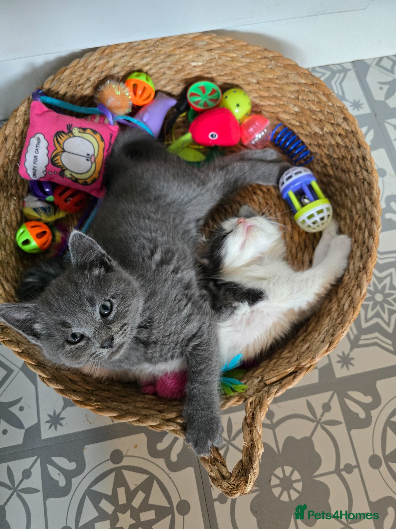 Scottish Fold cats 🖤READY NOW🖤2LEFT!🖤SCOTTISH FOLD KITTENS🖤 - Advert 2
