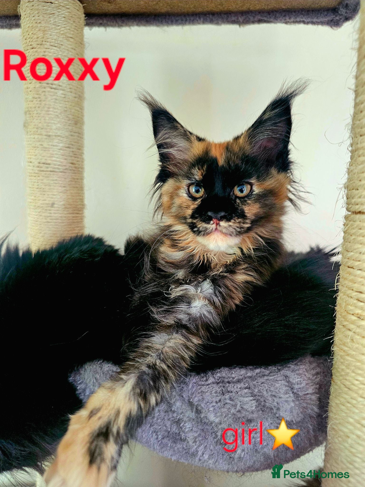 Maine Coon cats ✨ Meet Our Magnificent Maine Coon Kittens ✨ - Advert 8