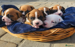 Boxer dogs for sale: Purebred Boxers Puppies - C3 Vacc Girls And Boys - Image 2
