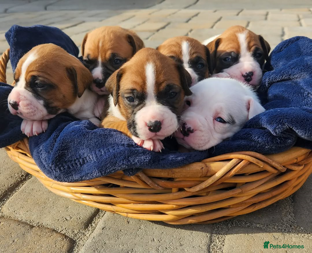 Boxer dogs for sale: Purebred Boxers Puppies - C3 Vacc Girls And Boys - Image 2