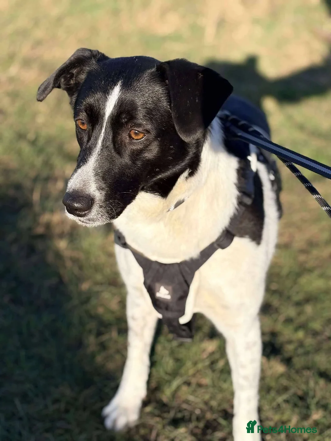 Mixed Breed dogs for adoption: Meet Coco, currently residing in Essex in Frinton-on-Sea - Advert 10