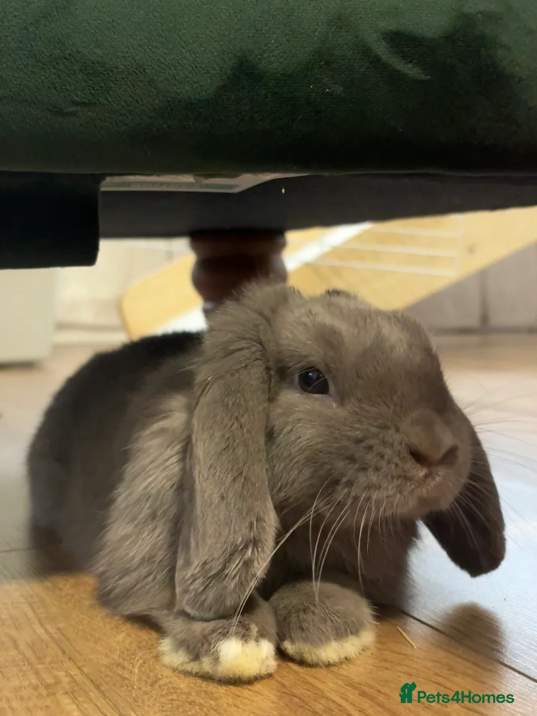 Mini Lop rabbits for sale: Buck for re homing  - Advert 2