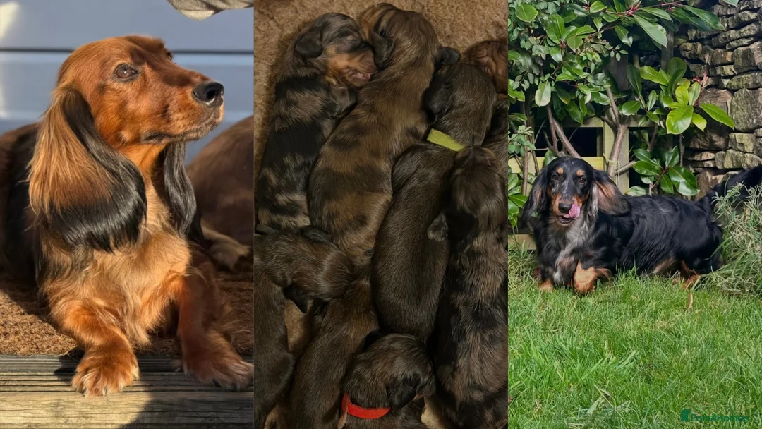 Dachshund dogs for sale: KC Standard Long Haired Dachshund Puppies - Advert 1