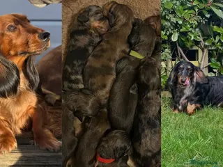 Dachshund dogs KC Standard Long Haired Dachshund Puppies - Advert 1