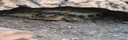 Tortoise reptiles for sale: Baby horsfield tortoises + setups  - Advert 7