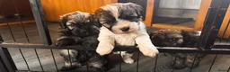 Yorkiepoo dogs for sale: Beautiful yorkipoo’s  - Advert 21