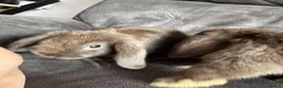 Mini Lop rabbits for sale: Pure Breed Mini Lop Babies  in Hailsham - Advert 32