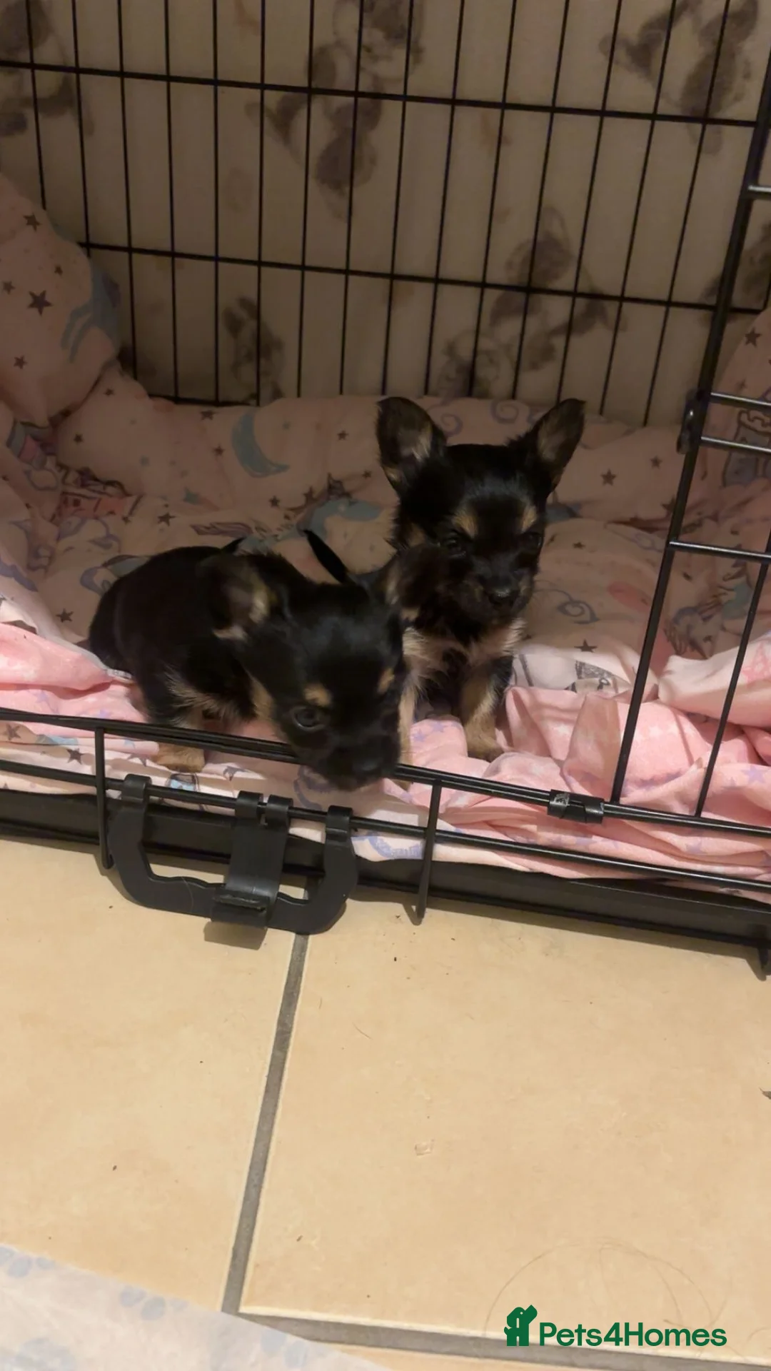 Chorkie dogs for sale: Chorkie puppies for sale - 1 girl left - Advert 6