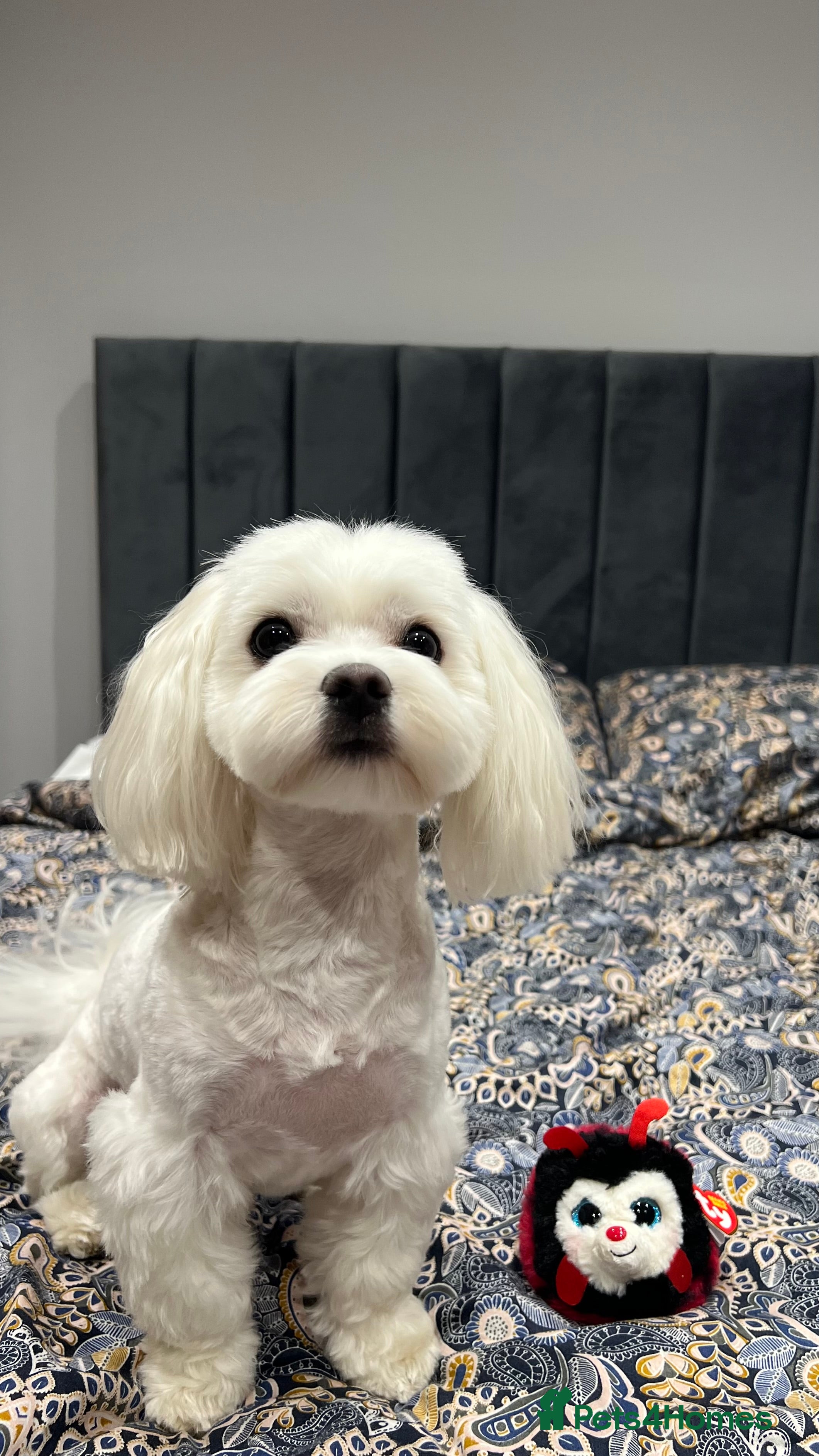 Maltese dogs 🐶KC registered-Experienced Maltese dog for stud🐶 in Grays - Advert 1