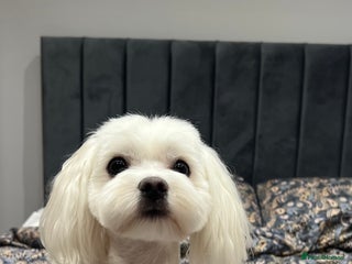 Maltese dogs in Grays - Advert 14