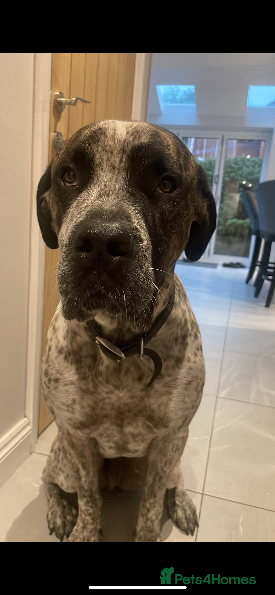 Mixed Breed dogs for sale: Colada the Daniff - Advert 3