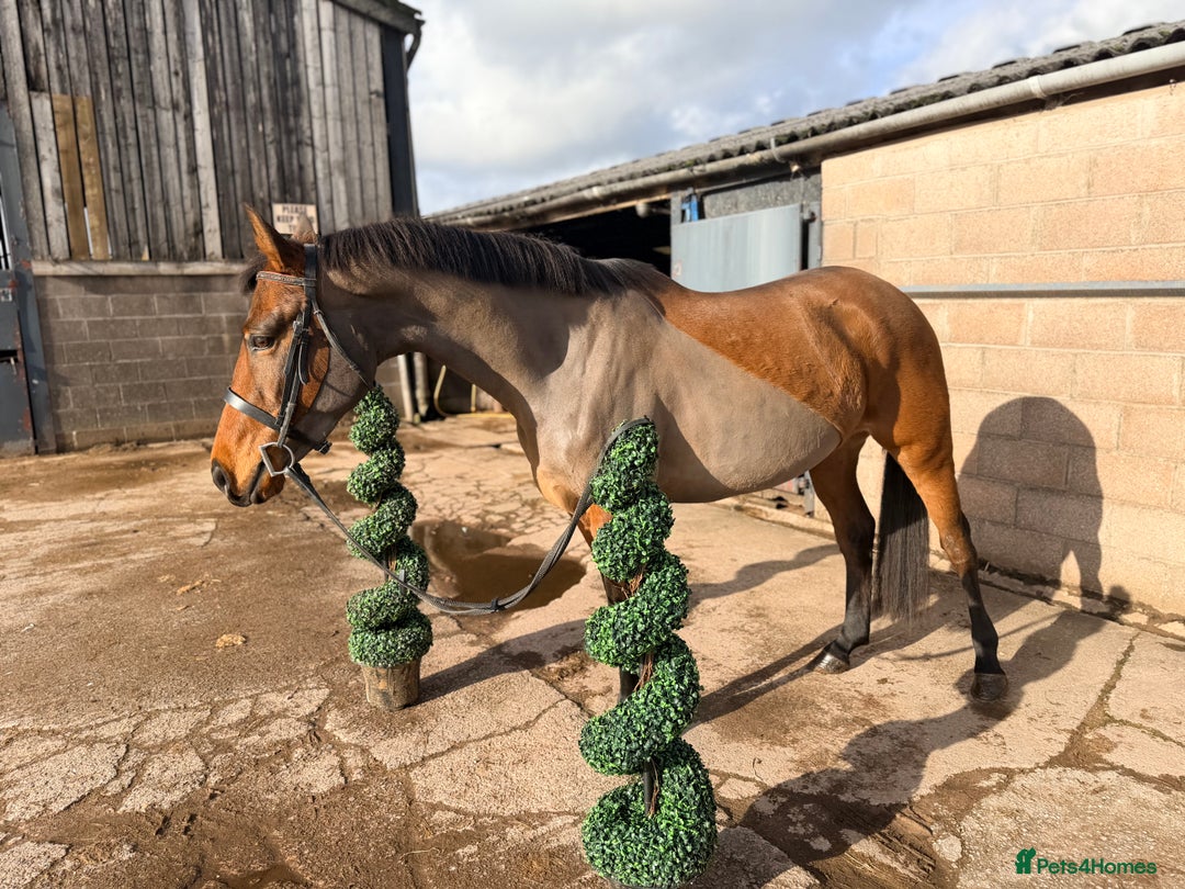 Other Breed horses for sale: Easy Allrounder  - Advert 5