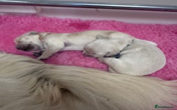 Golden Retriever dogs for sale: KC Fully health tested Golden retriever puppies - Image 21