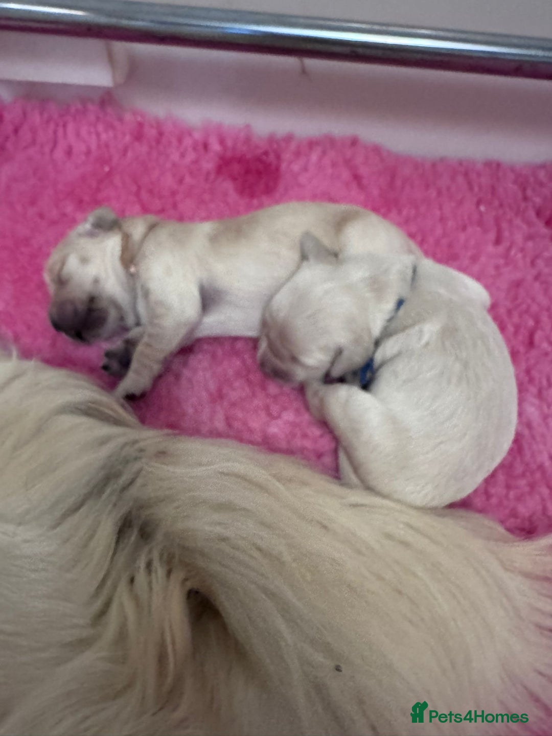 Golden Retriever dogs for sale: KC Fully health tested Golden retriever puppies - Image 21