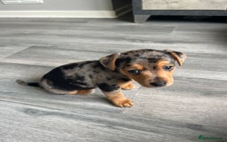 Jack Russell dogs for sale: Miniature Jack Russell  - Image 6