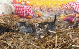 Mixed Breed cats for sale: Ragdoll x Bengal Exquisite Unique kittens - Image 10