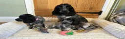 Cocker Spaniel dogs for sale: KC Registered Show Type Cocker Spaniels - Advert 2