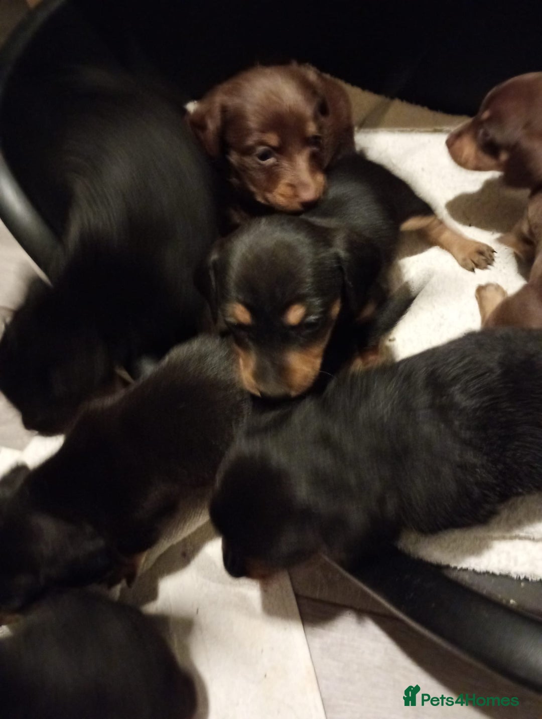 Dachshund dogs for sale: 7 long and short haired dachshunds for sale - Advert 6