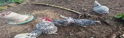 Chickens poultry for sale: 6 x Silver Sebright Hatching Eggs  - Advert 3