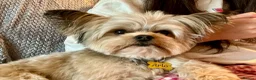 Chorkie dogs for sale: Miniature Chorkie Boys - Advert 37