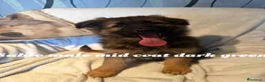 German Shepherd 5