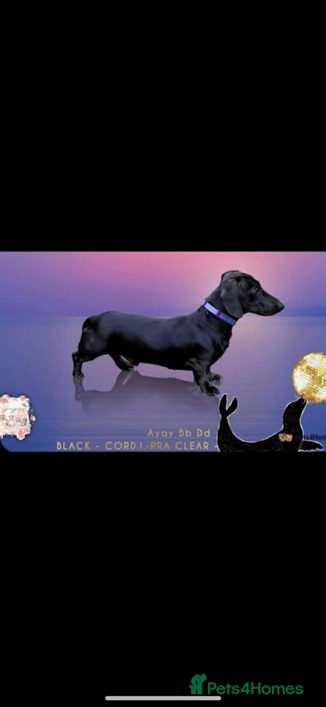 Miniature Dachshund dogs for sale: Miniature Dachshund puppies  - Advert 5