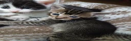 British Shorthair cats for sale: 1 boys,6girls - Advert 15