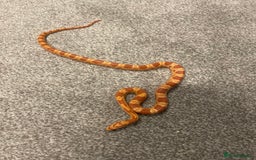 Corn Snake reptiles for sale: 15 Month Old Corn snake with set up  - Image 6