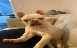French Bulldog dogs for sale: Franko the French bulldog  - Image 2