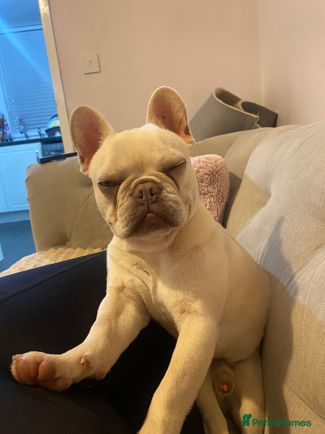 French Bulldog dogs for sale: Franko the French bulldog  - Image 2