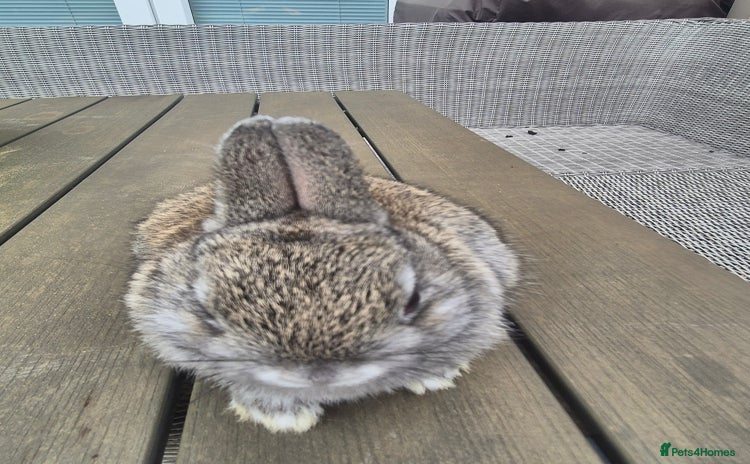 Netherland Dwarf rabbits - Advert 4