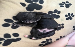 Mixed Breed dogs for sale: Staff x puppies - Image 4