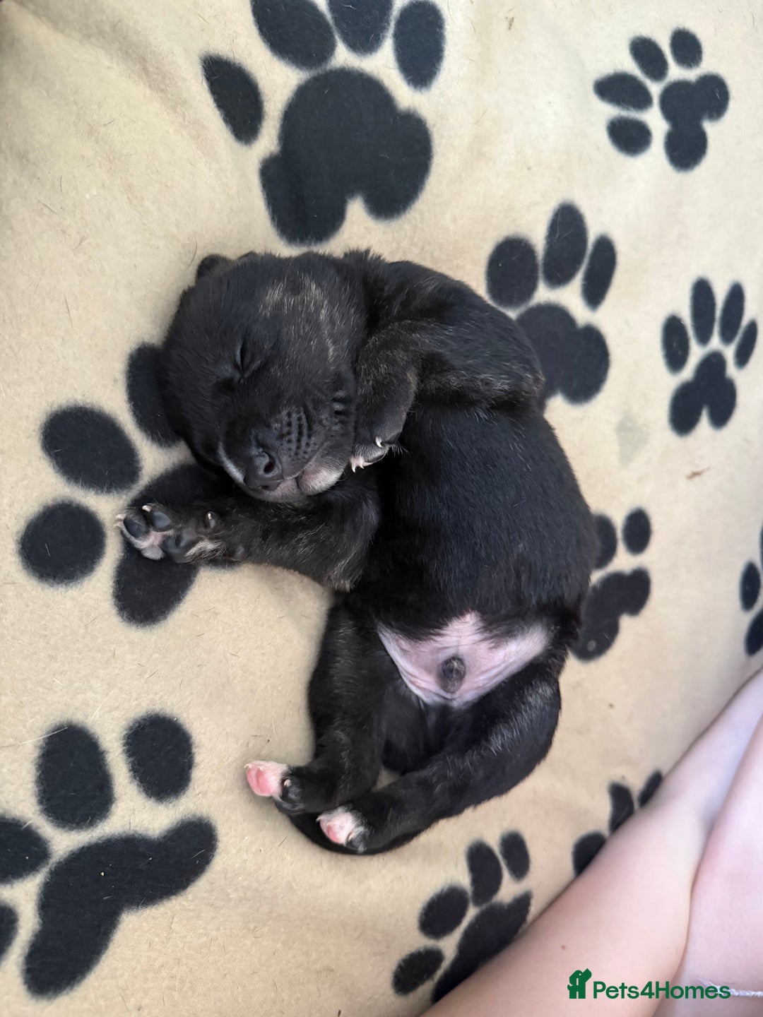 Mixed Breed dogs for sale: Staff x puppies - Image 4