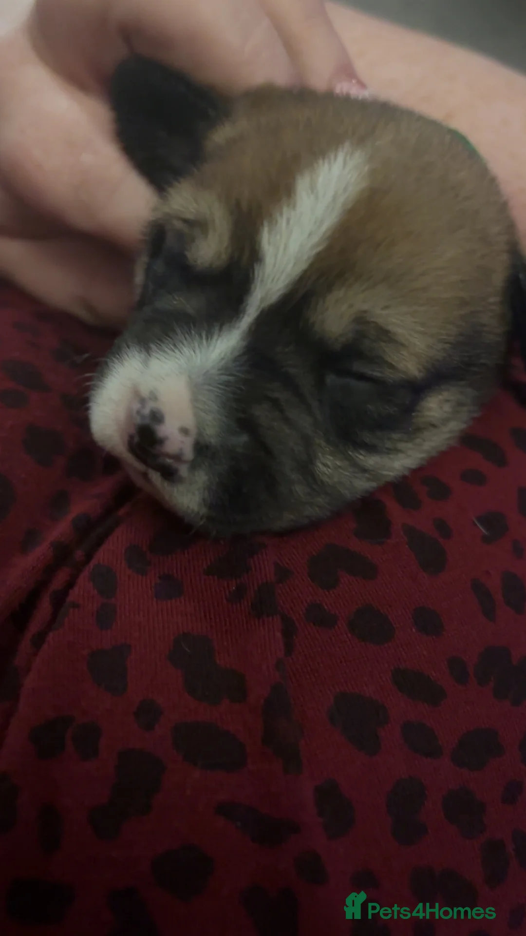 Mixed Breed dogs for sale: GREEN MALE - Advert 4