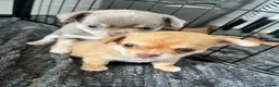 Chihuahua dogs for sale: Beautiful Chihuahua Puppies  in Falmouth - Advert 7