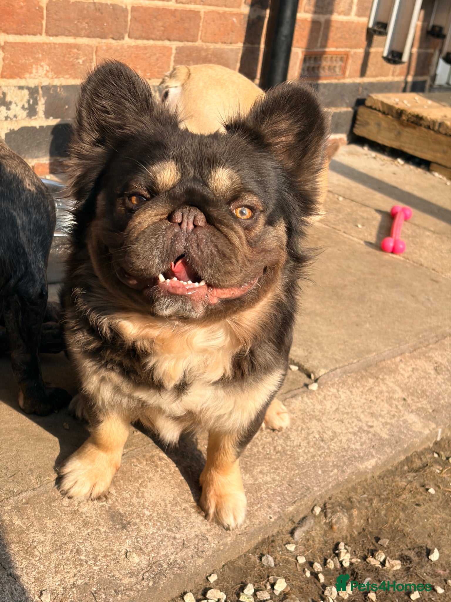 French Bulldog dogs for sale: Adult french bulldogs - Advert 2