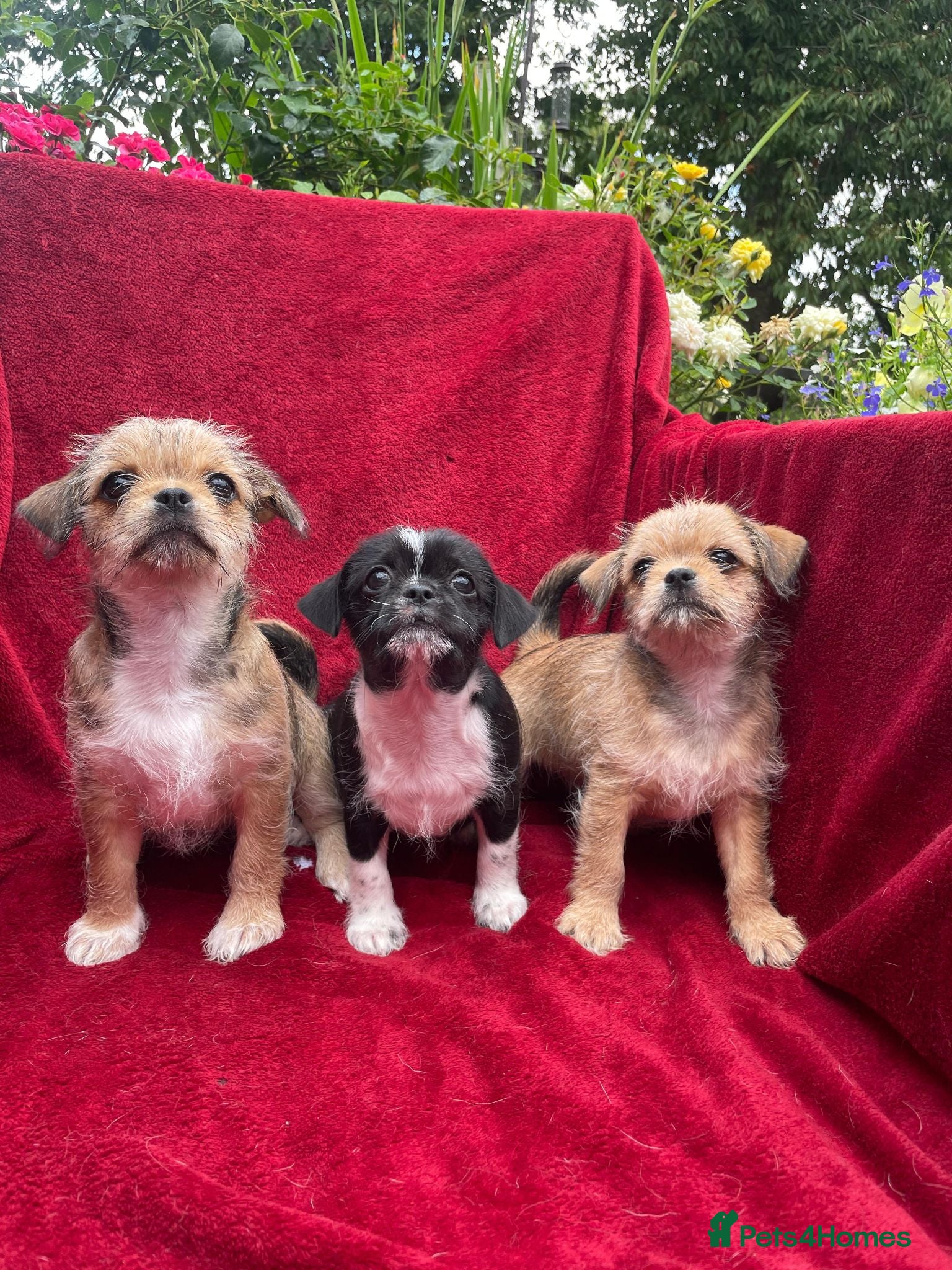 Mixed Breed dogs 🐾Gorgeous Shichi Puppies Boys & Girl Available🐾 - Advert 2
