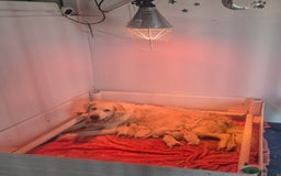 Golden Retriever dogs for sale: Outstanding Golden Retriever Puppies  - Image 2