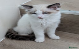 Ragdoll cats for sale: Kitty Ragdoll - Image 2