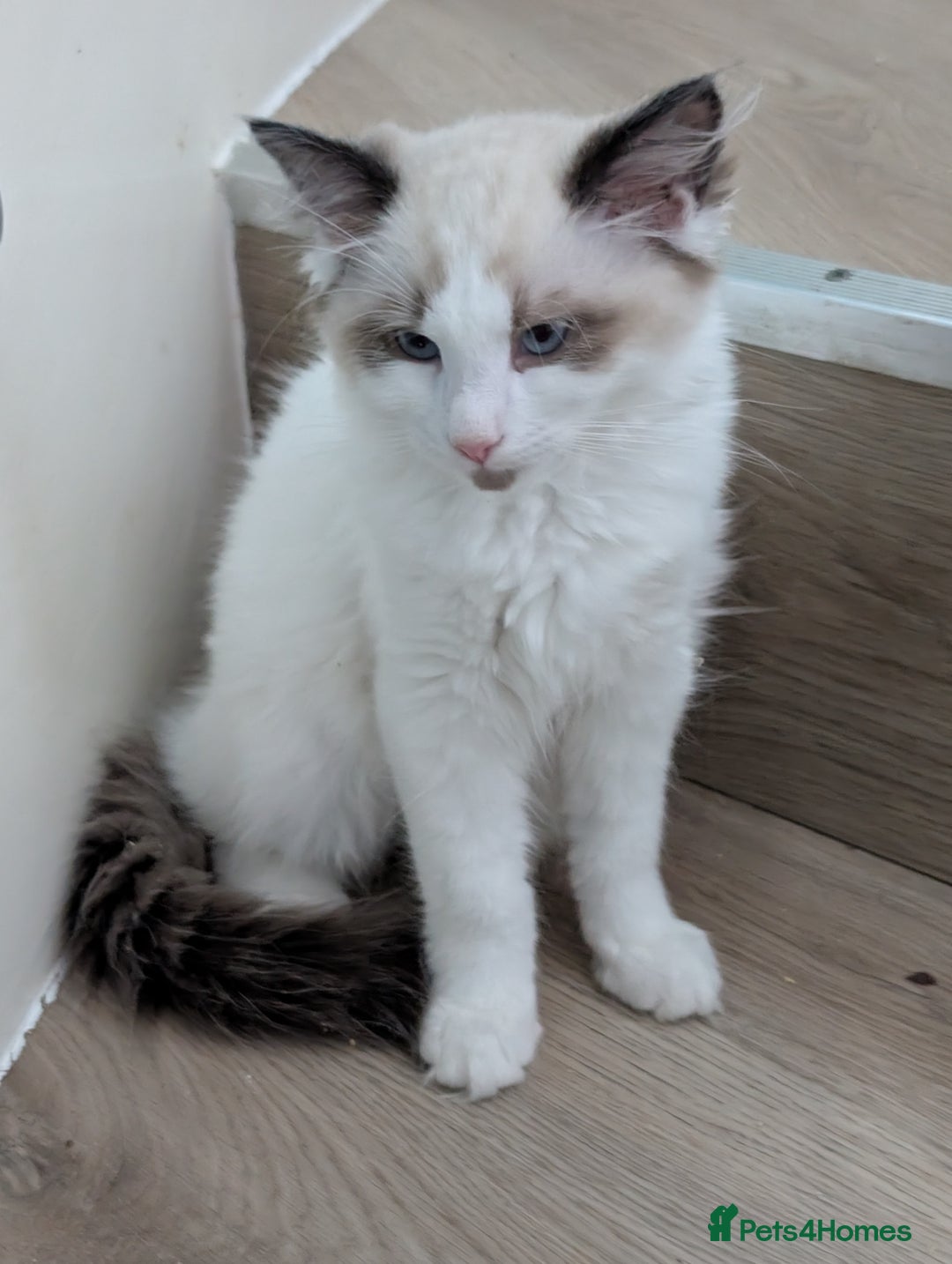 Ragdoll cats for sale: Kitty Ragdoll - Image 2