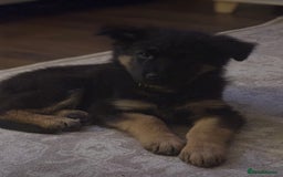 German Shepherd dogs for sale: German shepherd female  - Advert 7