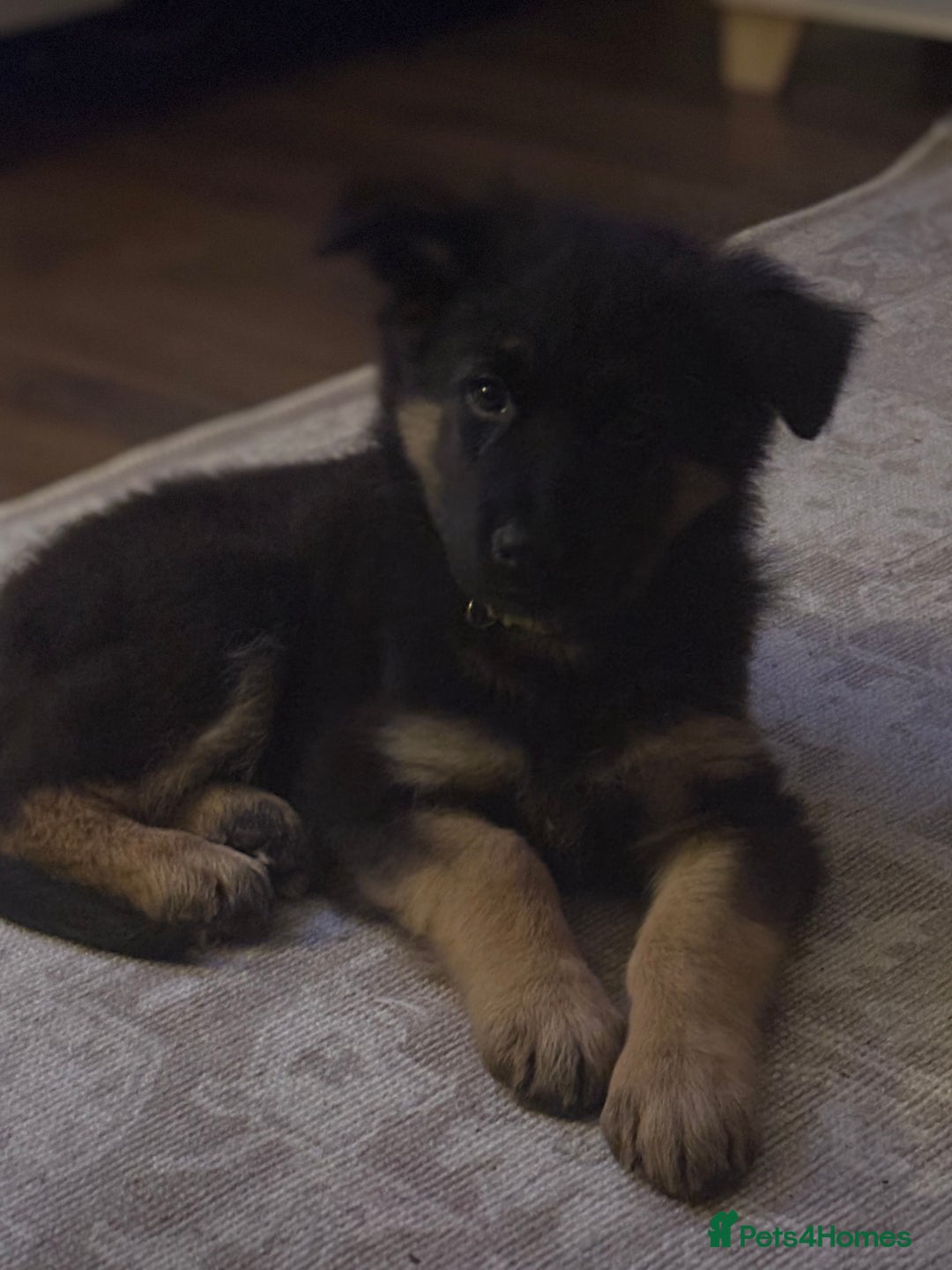 German Shepherd dogs for sale: German shepherd female  - Advert 7