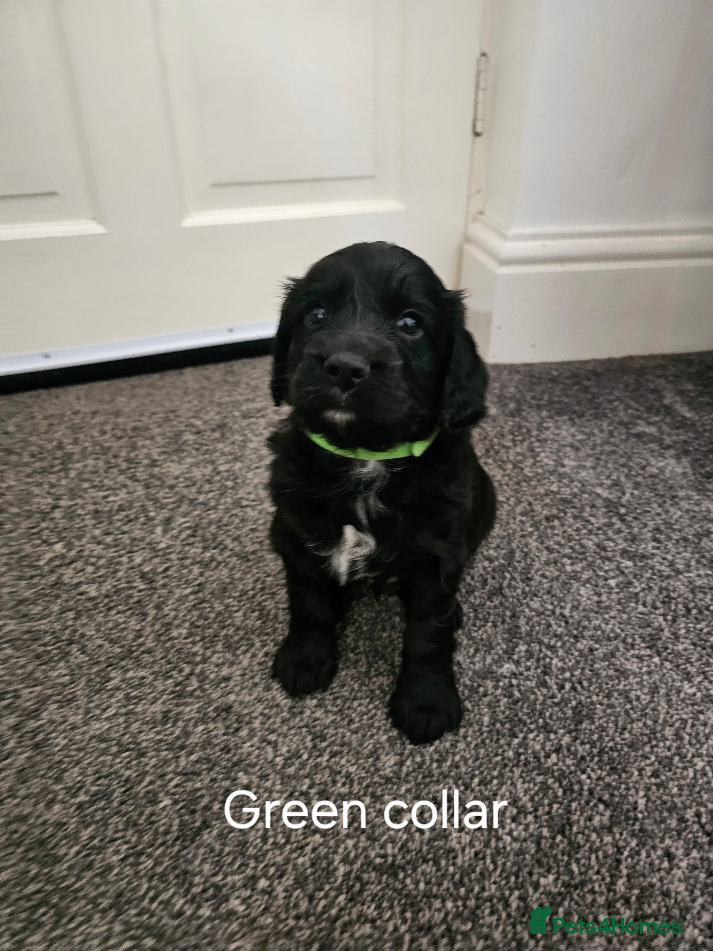 Cockapoo dogs Cockapoo puppies - Advert 8