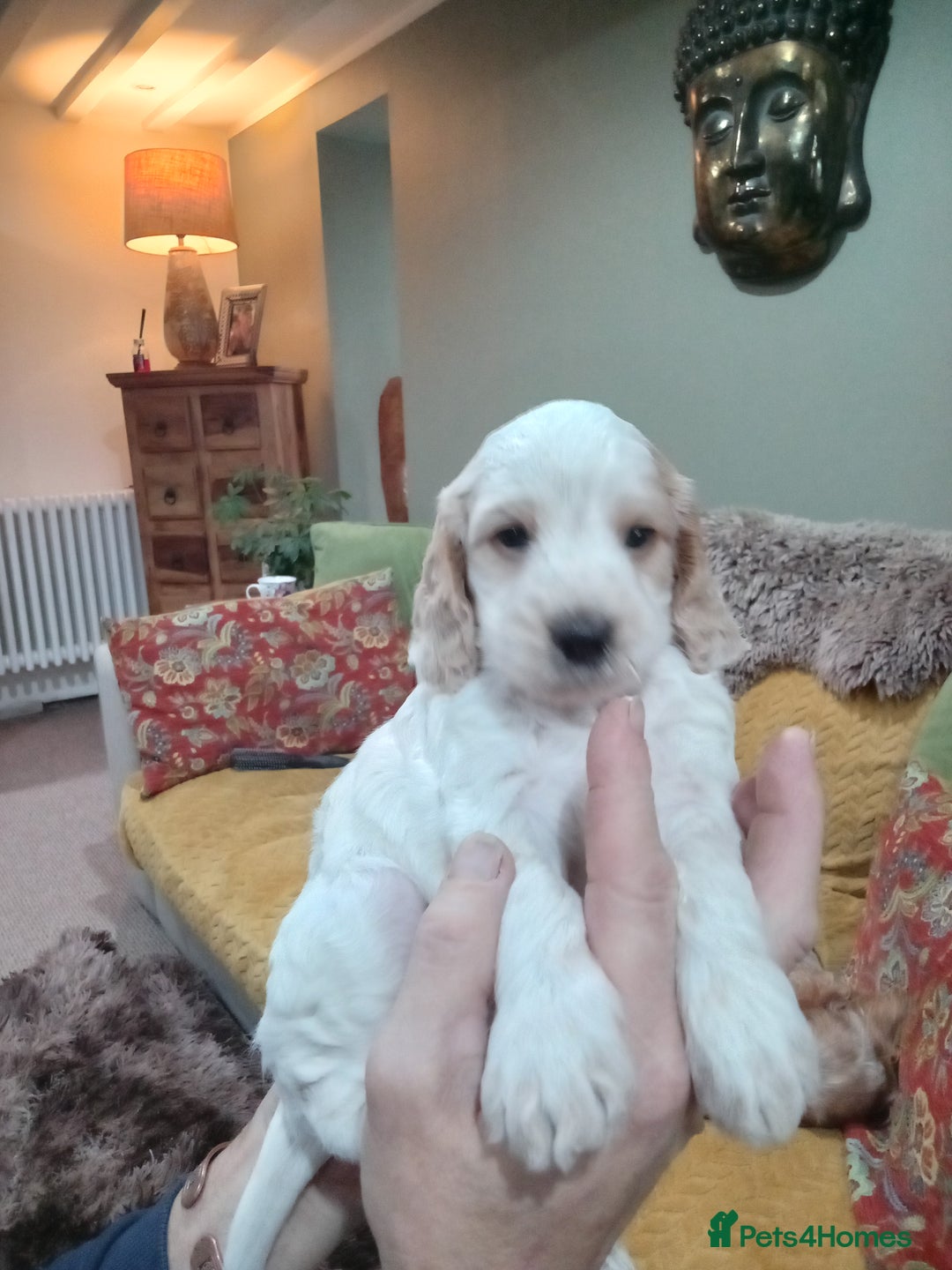 Cockapoo dogs for sale: F1B 5 STAR HEALTH CHECKED STUNNING COCKERPOOS  - Image 4
