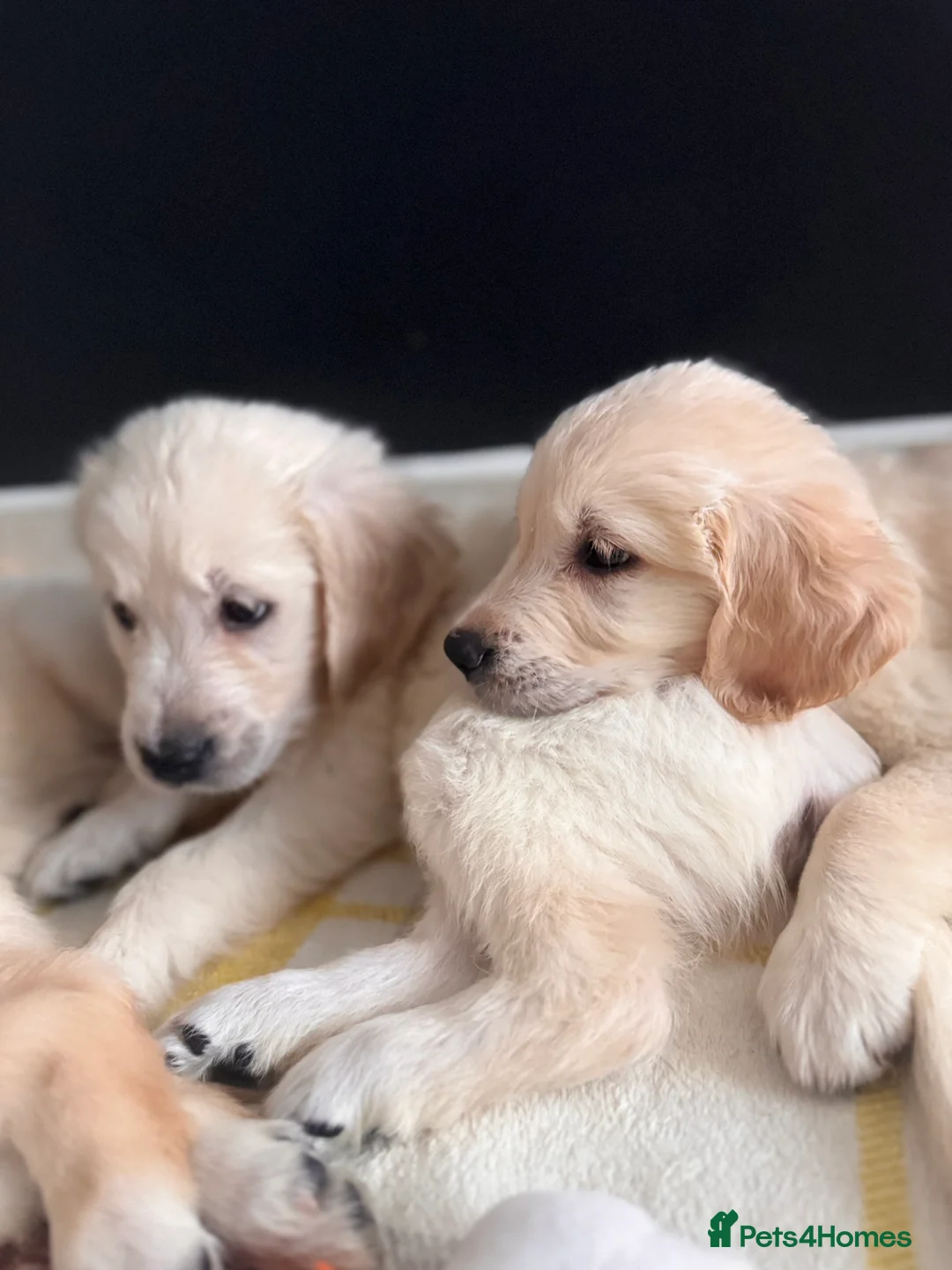 Golden Retriever dogs for sale: Champion line-KC Reg. Golden Retriever Puppies💖💙 - Advert 23