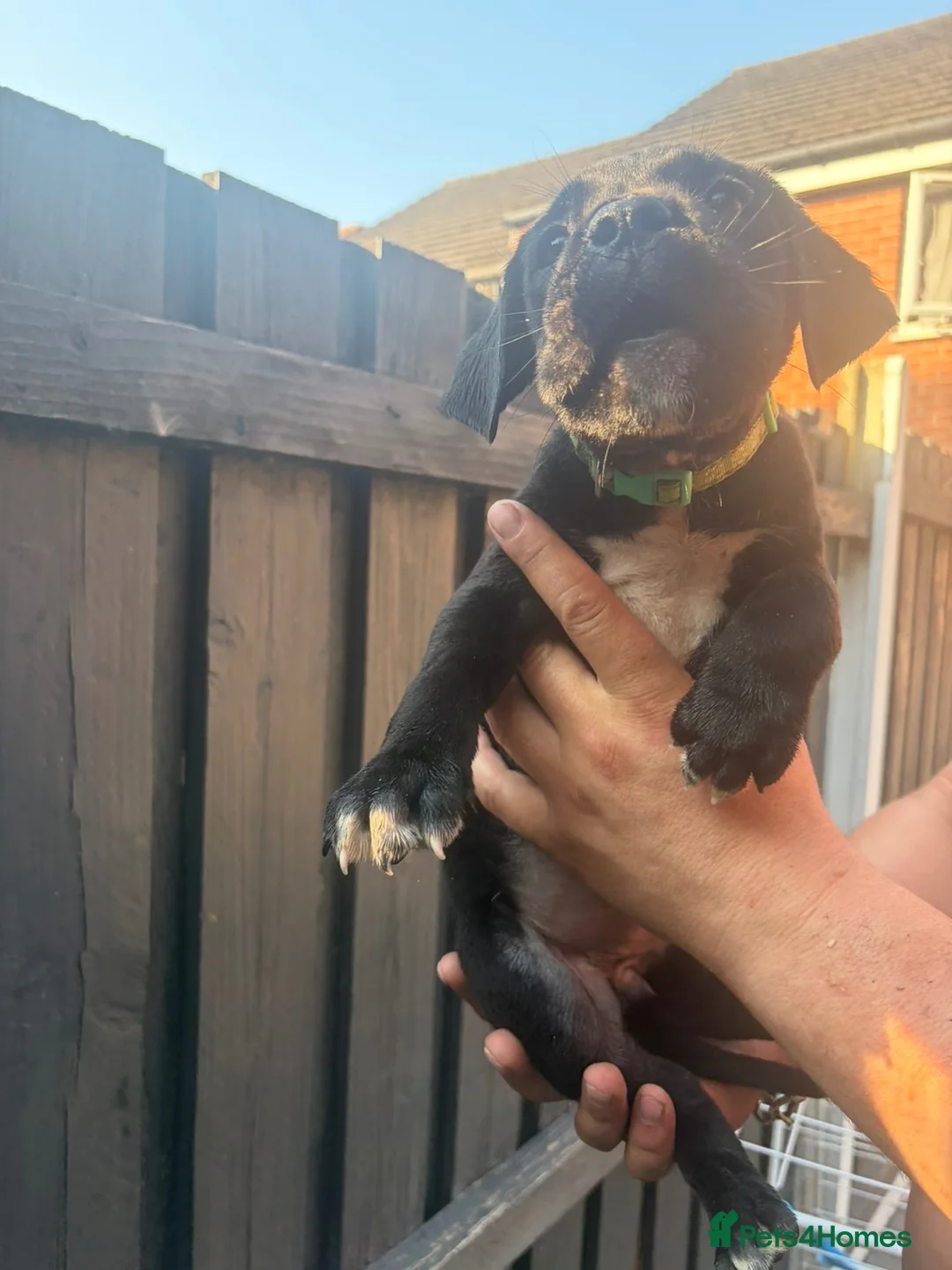 Cane Corso dogs for sale: cane corso pups in Knottingley - Advert 1