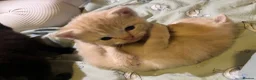 Mixed Breed cats for sale: Exotic kittens  in Portsmouth - Advert 4